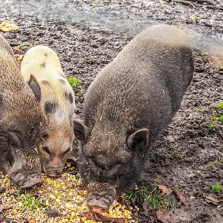 Vakantiehuis 4 Person In